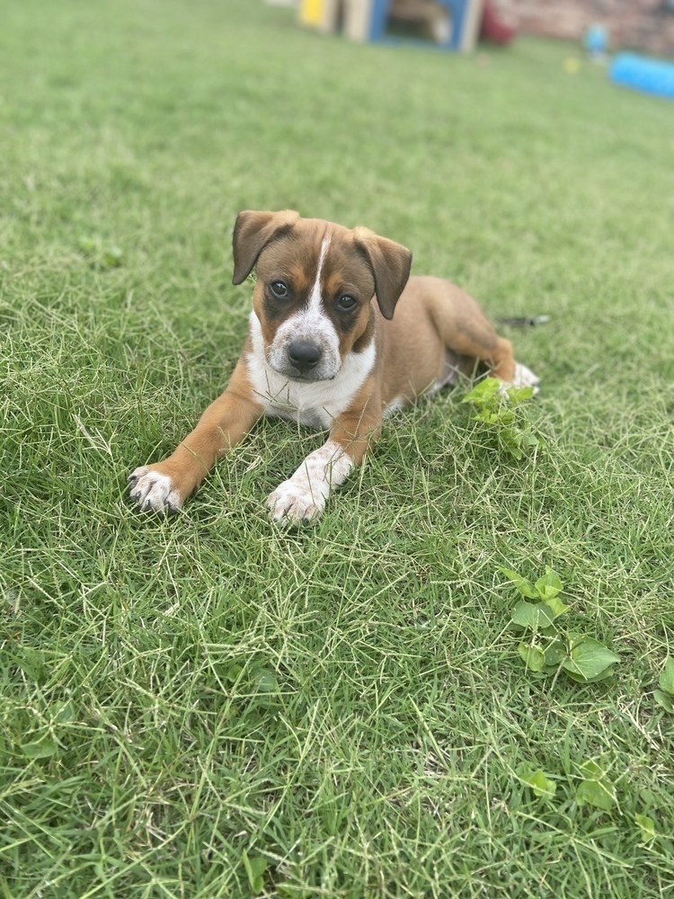 Arlo