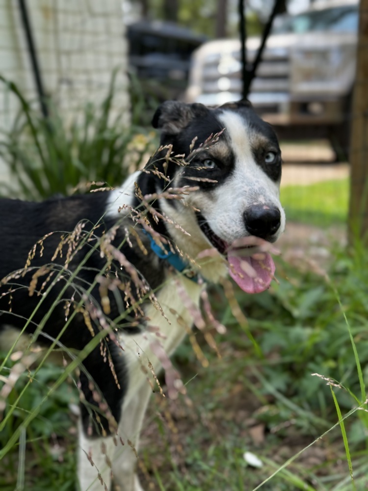 Duke