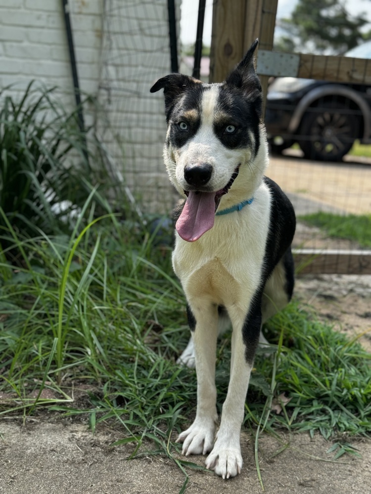 Duke