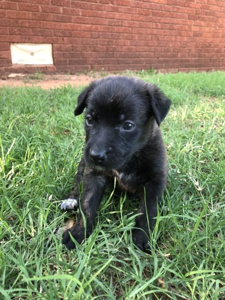 Willow