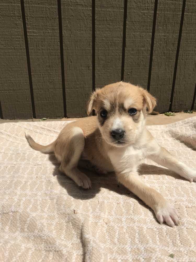 Zorro