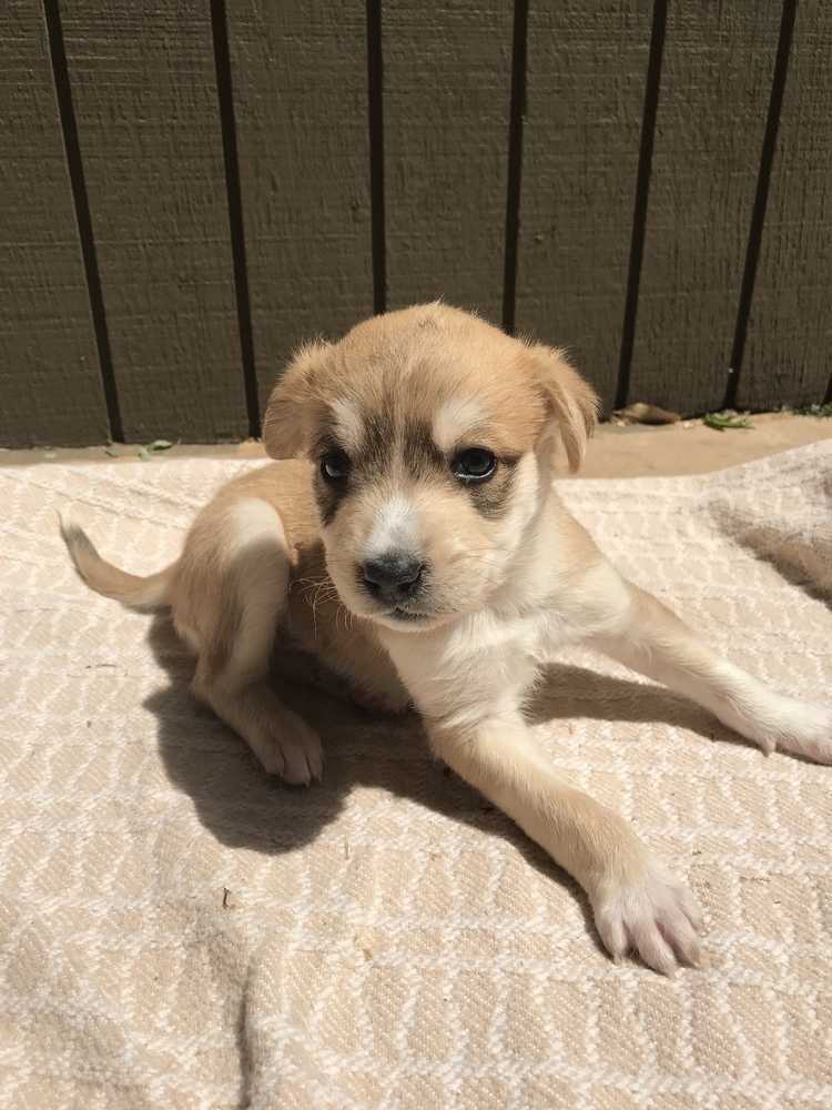 Zorro