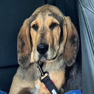 Maya, Adult Female Catahoula Leopard Dog