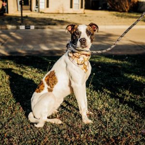 Finn, Adult Male Australian Cattle Dog / Blue Heeler