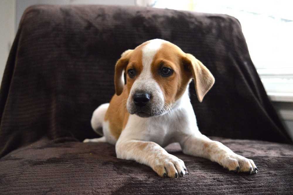 Riggs