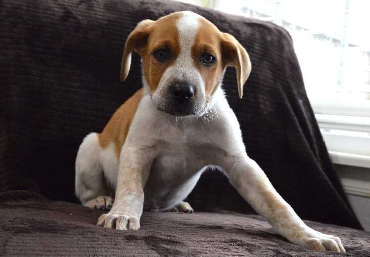 Riggs