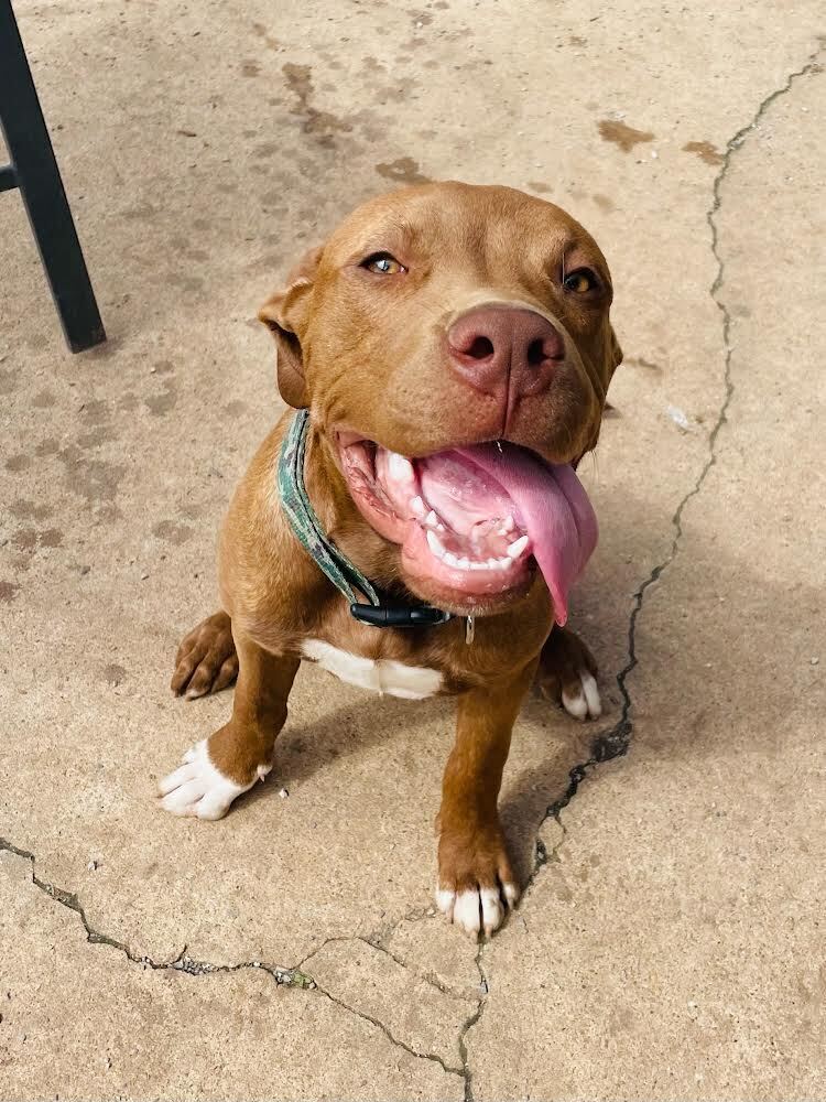 Bruno