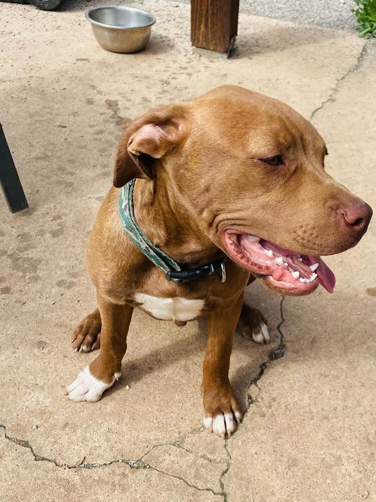 Bruno