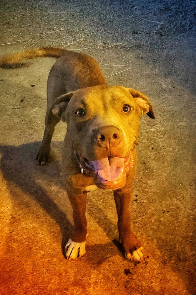 Bruno