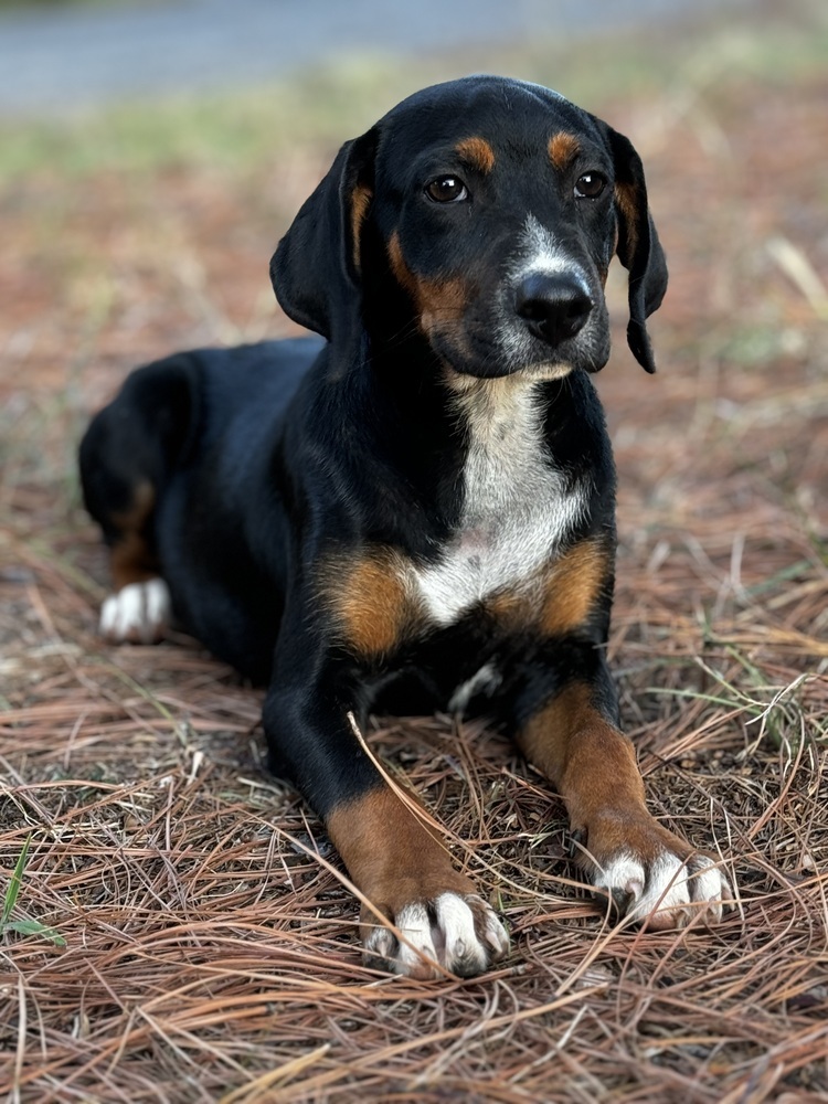 Luca