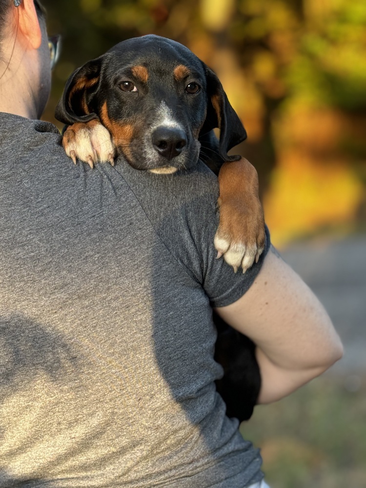 Luca