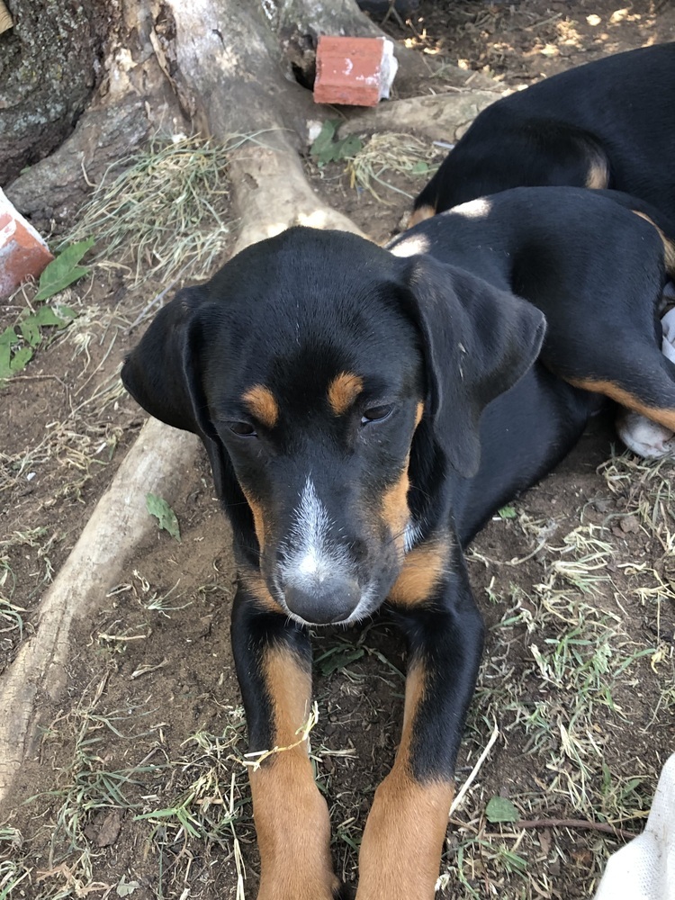 Luca