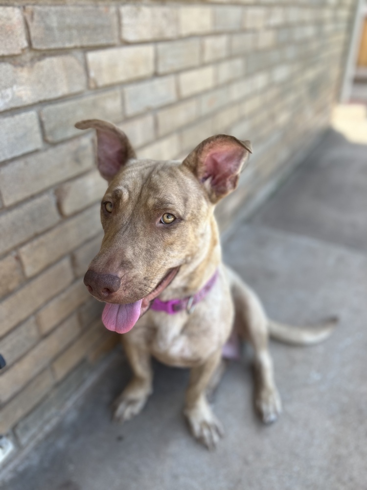Nala