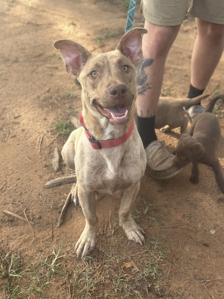 Nala