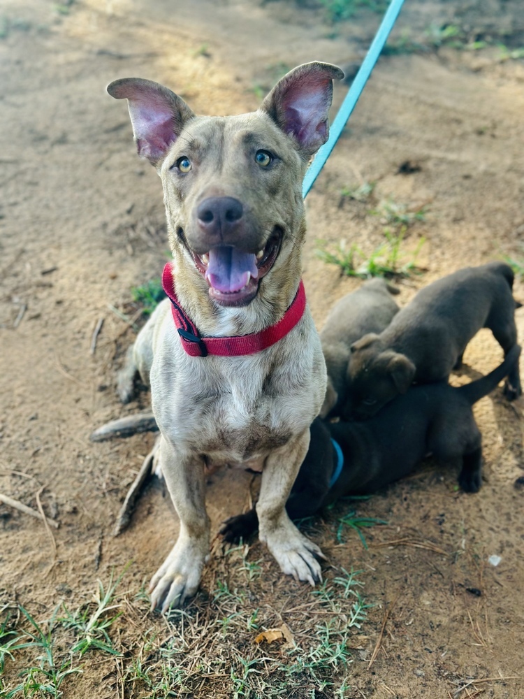 Nala