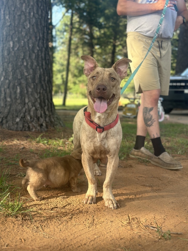 Nala