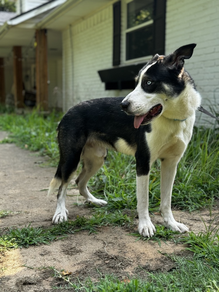 Duke