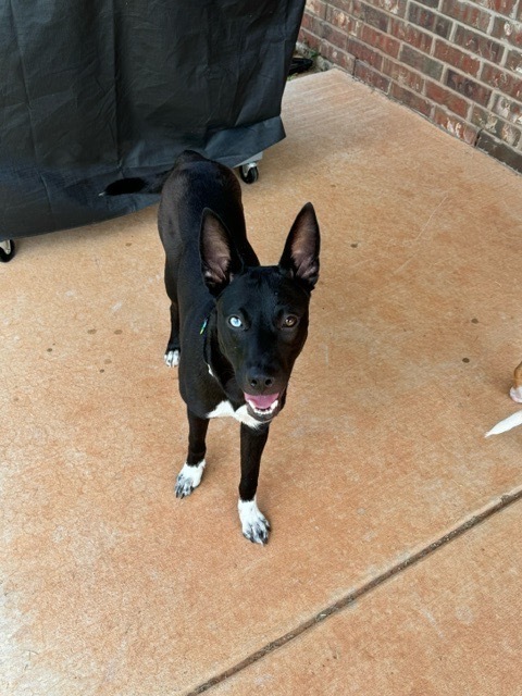 Stella