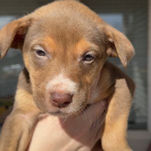 Comet, Baby Male Labrador Retriever