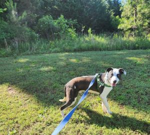 CAESAR, Adult Male Pit Bull Terrier