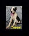 CAESAR photo 3