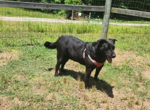 RAVEN, Adult Female Labrador Retriever