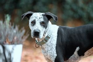 Isabelle Bluetick Coonhound Dog