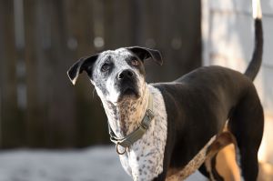 Isabelle Bluetick Coonhound Dog