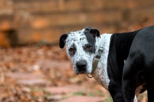 Isabelle Bluetick Coonhound Dog