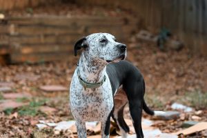 Isabelle Bluetick Coonhound Dog