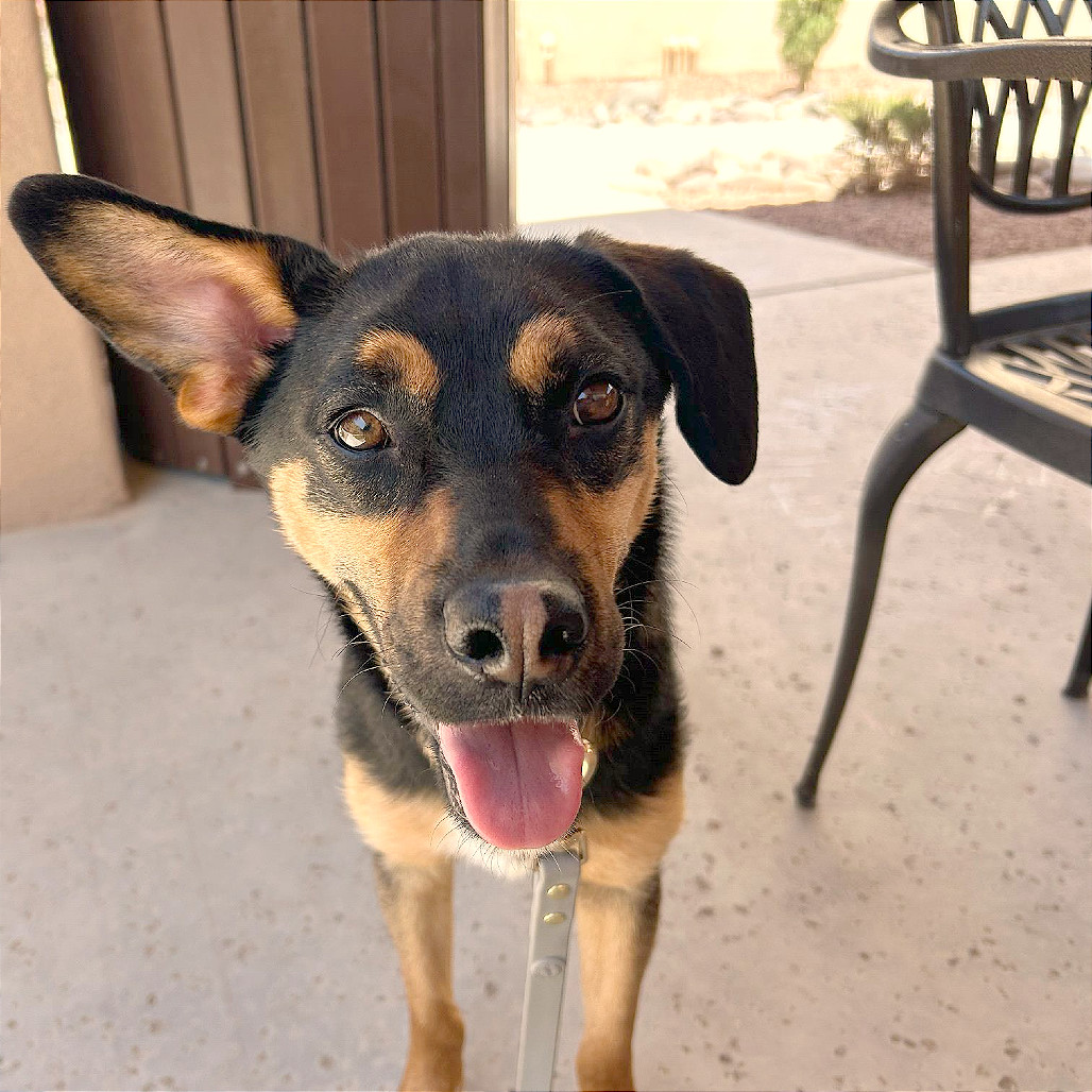 Edd, an adoptable Mixed Breed in Las Cruces, NM, 88012 | Photo Image 1