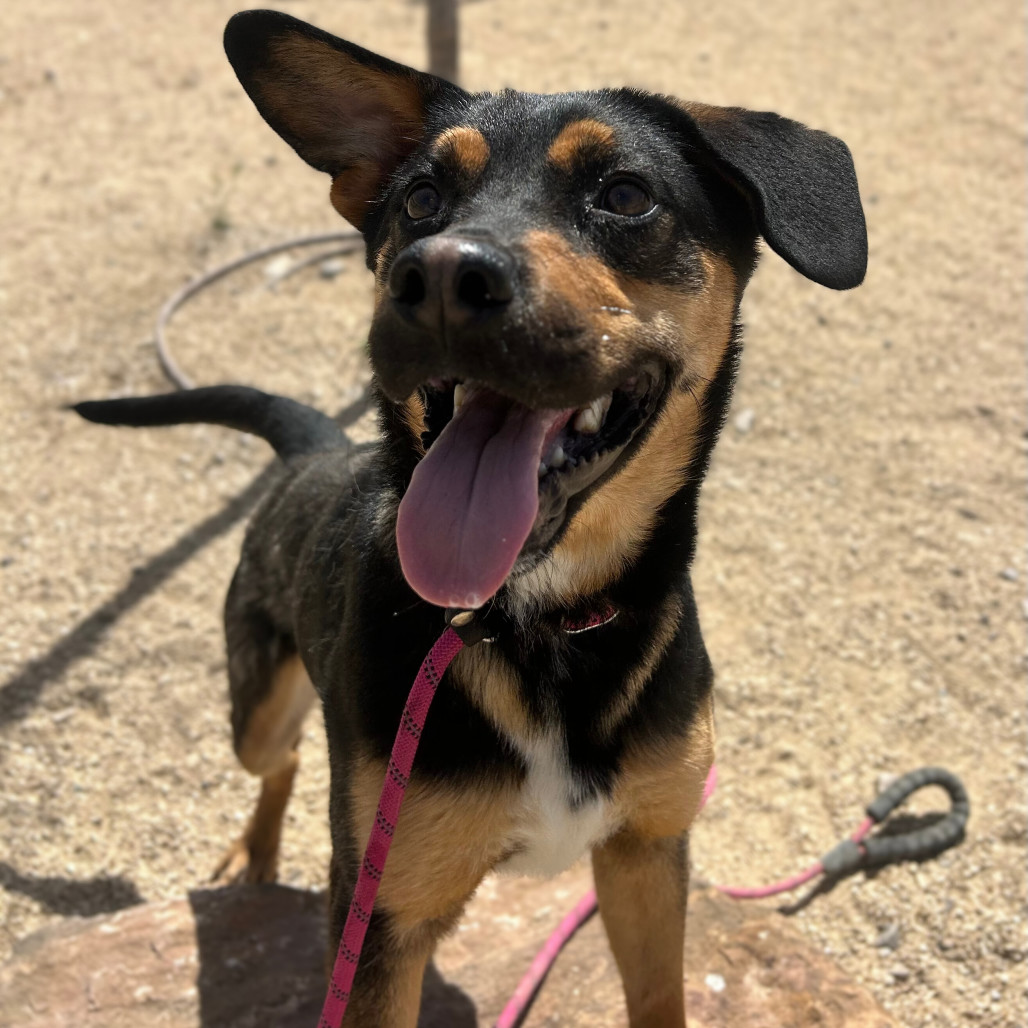 Edd, an adoptable Mixed Breed in Las Cruces, NM, 88012 | Photo Image 2
