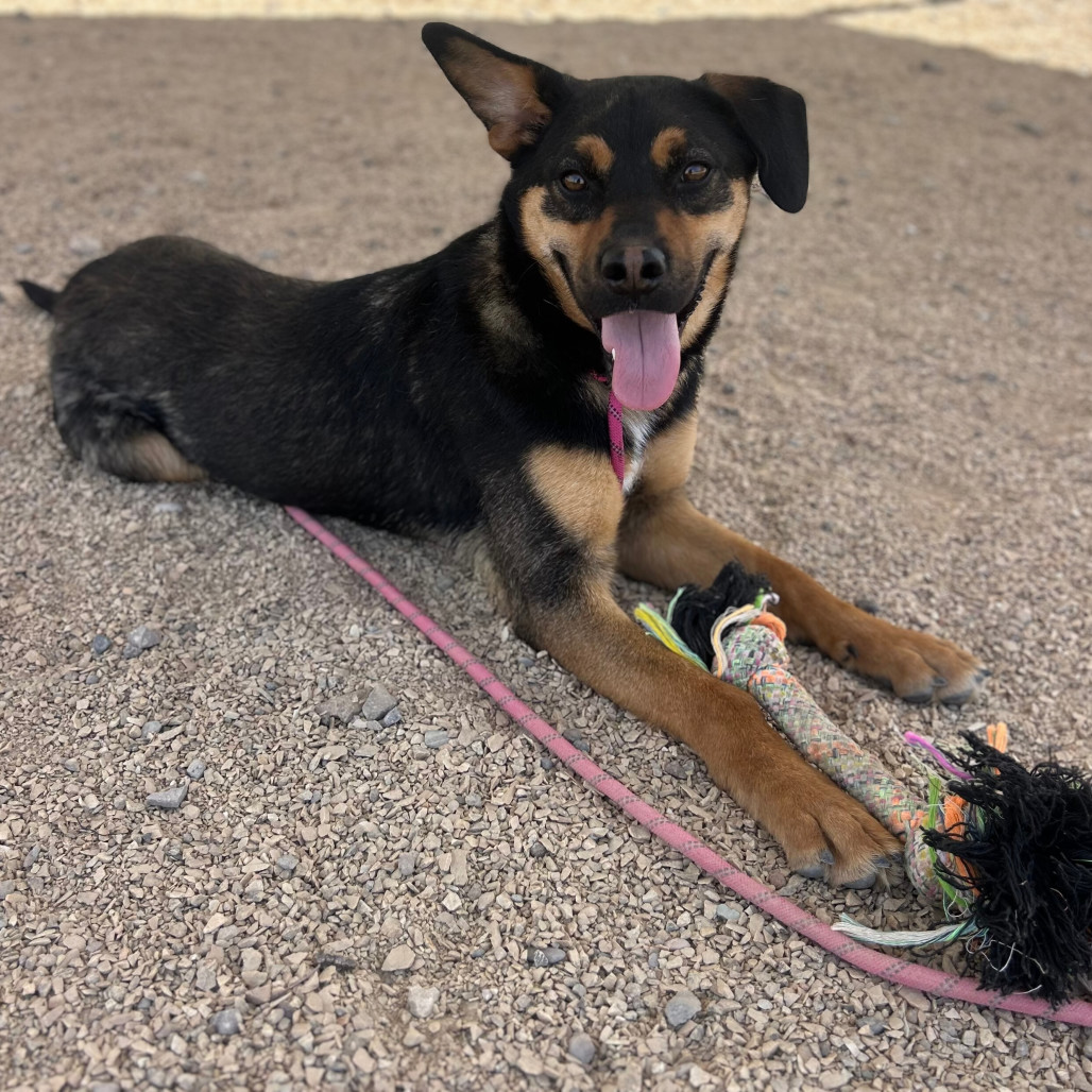 Edd, an adoptable Mixed Breed in Las Cruces, NM, 88012 | Photo Image 3