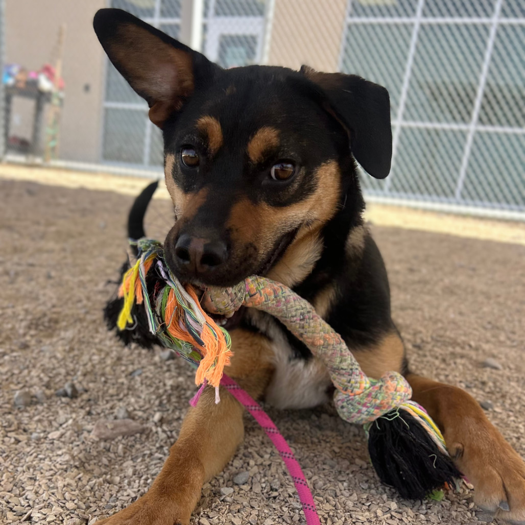 Edd, an adoptable Mixed Breed in Las Cruces, NM, 88012 | Photo Image 4