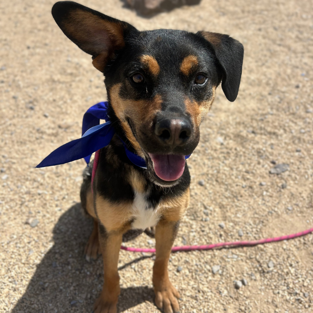 Edd, an adoptable Mixed Breed in Las Cruces, NM, 88012 | Photo Image 5
