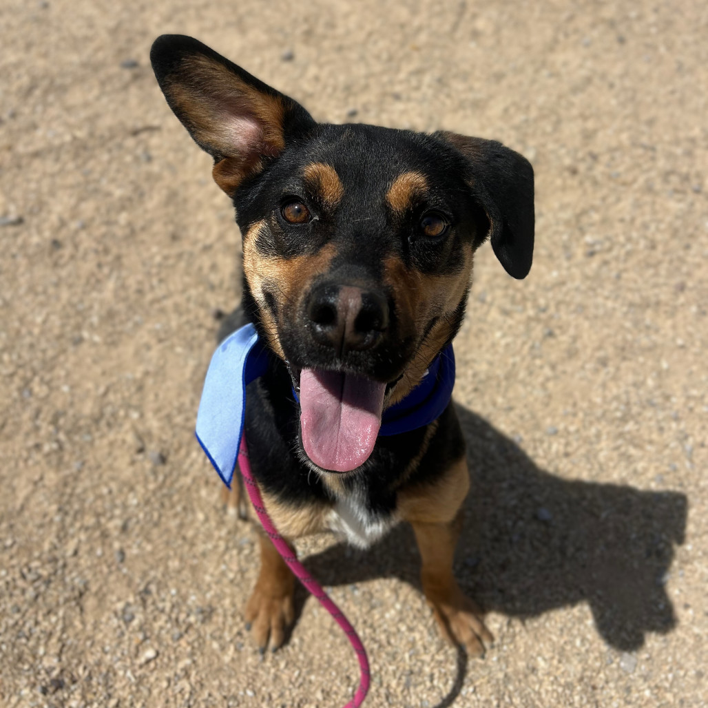 Edd, an adoptable Mixed Breed in Las Cruces, NM, 88012 | Photo Image 6