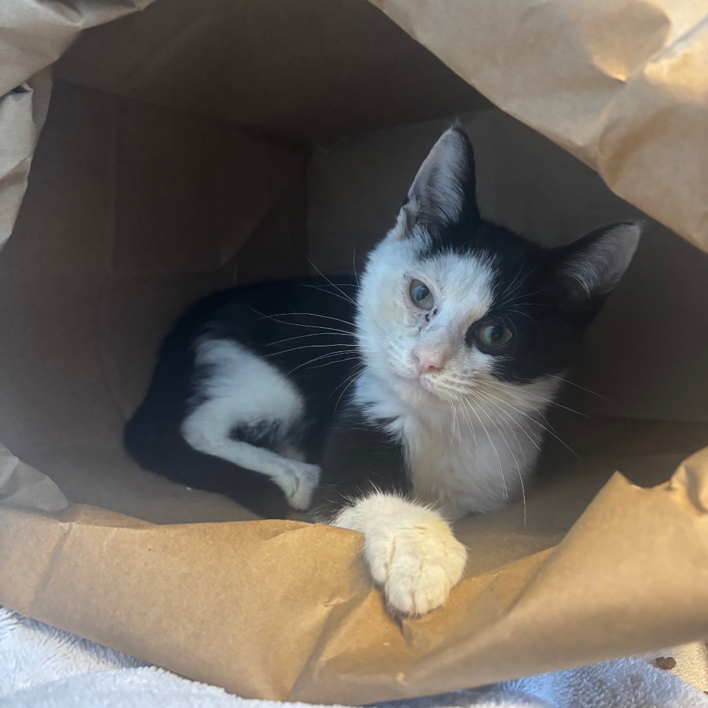 Cat for adoption - Pomberry Punch, a Domestic Short Hair in ...