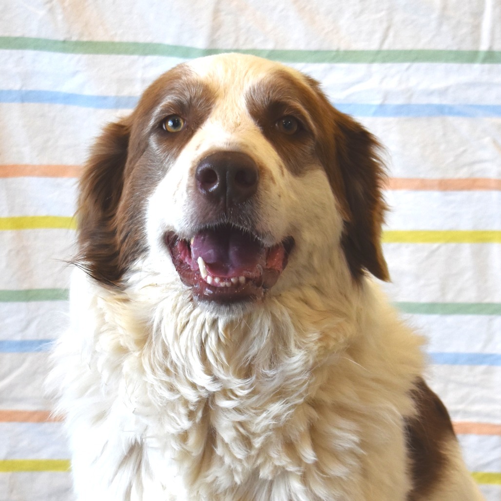 Big Theo, an adoptable Great Pyrenees, Saint Bernard in Rifle, CO, 81650 | Photo Image 1
