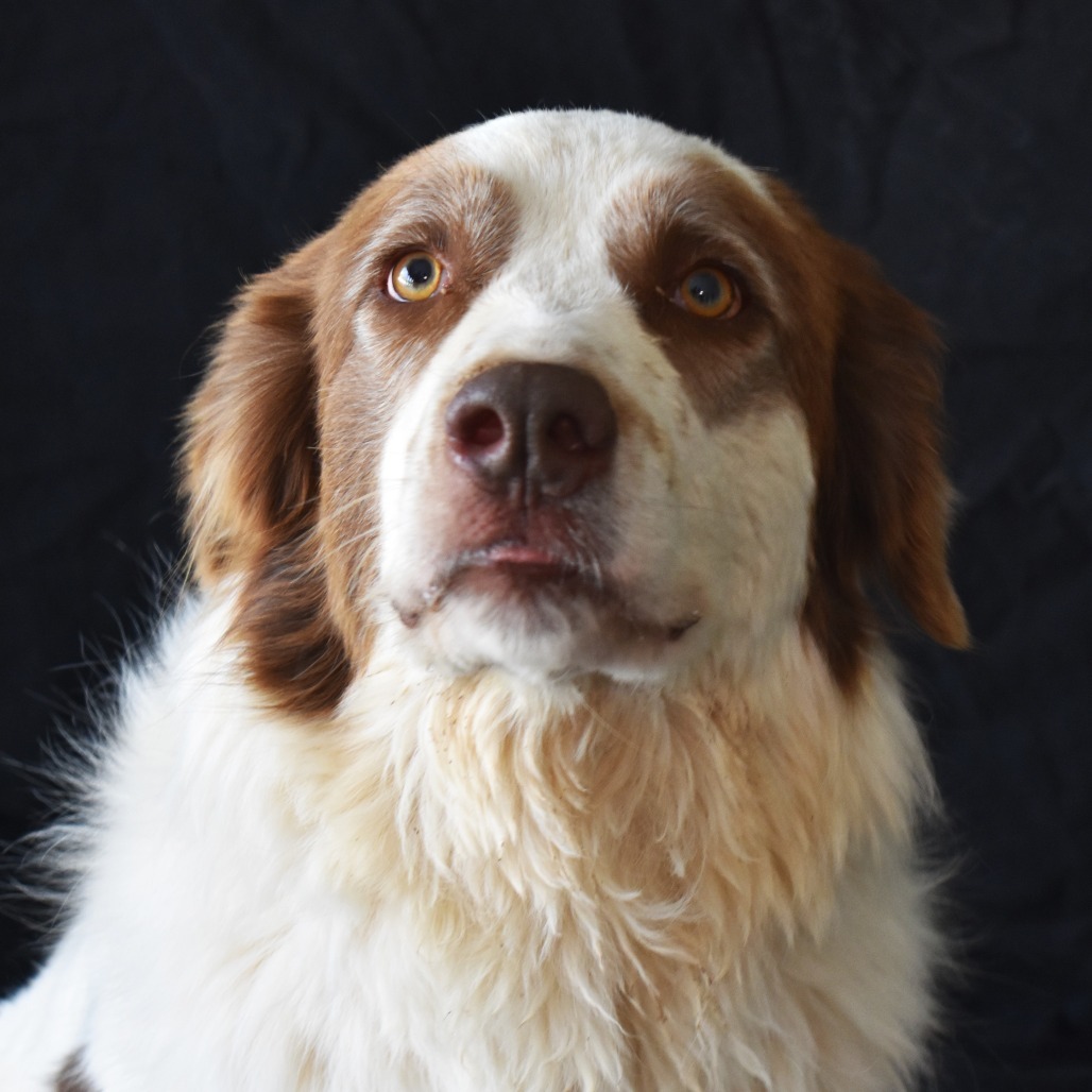 Big Theo, an adoptable Great Pyrenees, Saint Bernard in Rifle, CO, 81650 | Photo Image 1