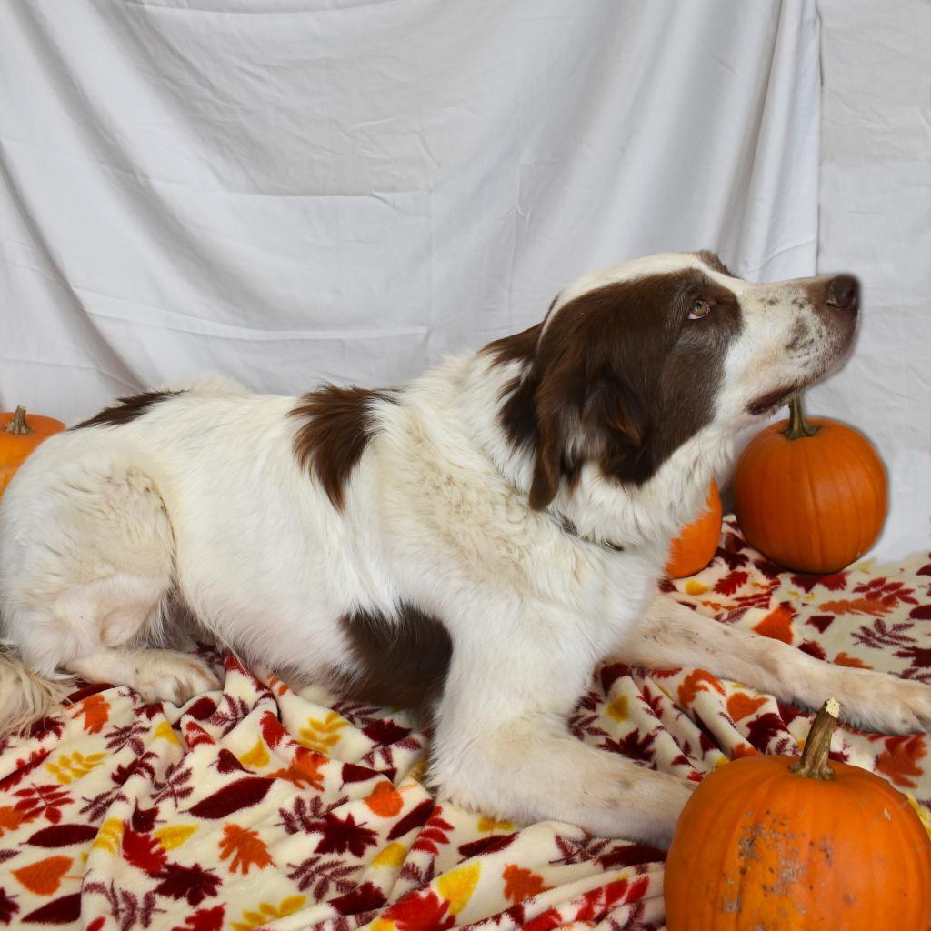 Big Theo, an adoptable Great Pyrenees, Saint Bernard in Rifle, CO, 81650 | Photo Image 2