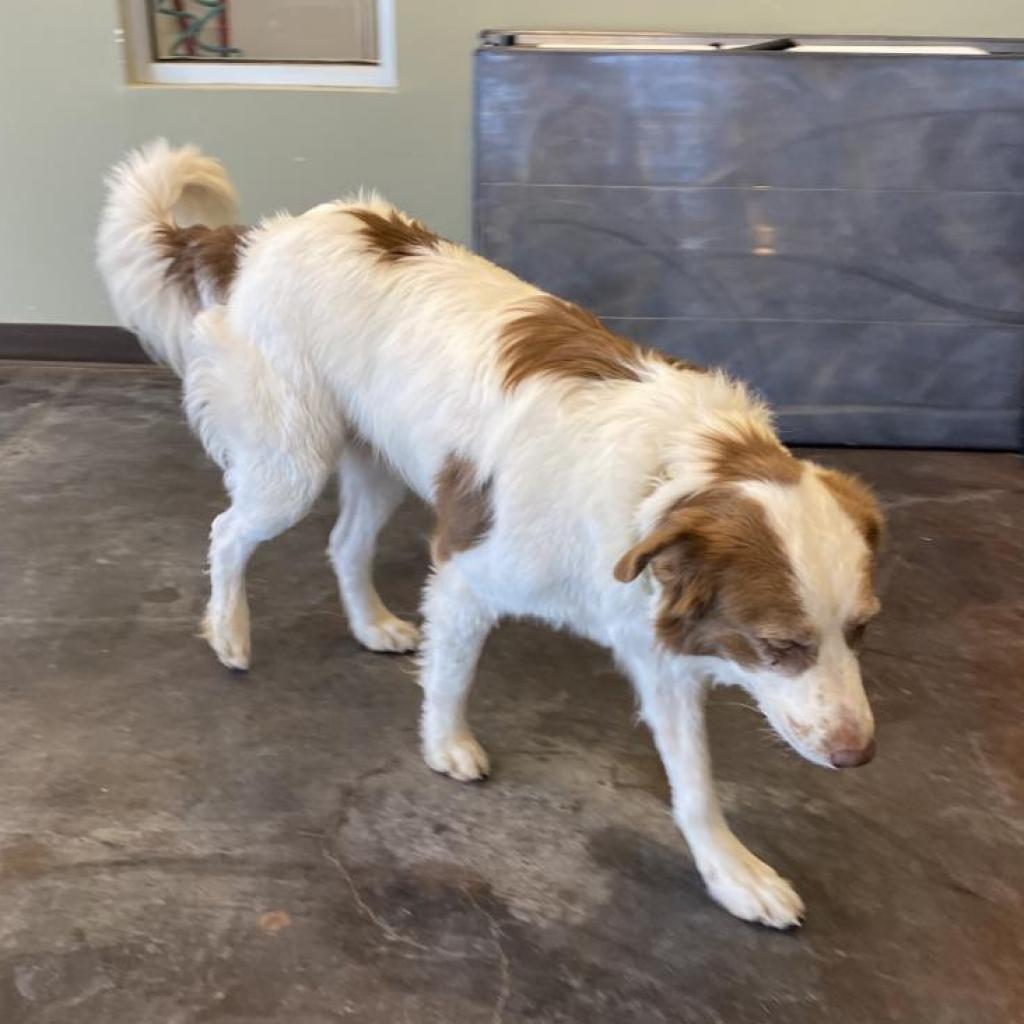 Big Theo, an adoptable Great Pyrenees, Saint Bernard in Rifle, CO, 81650 | Photo Image 3