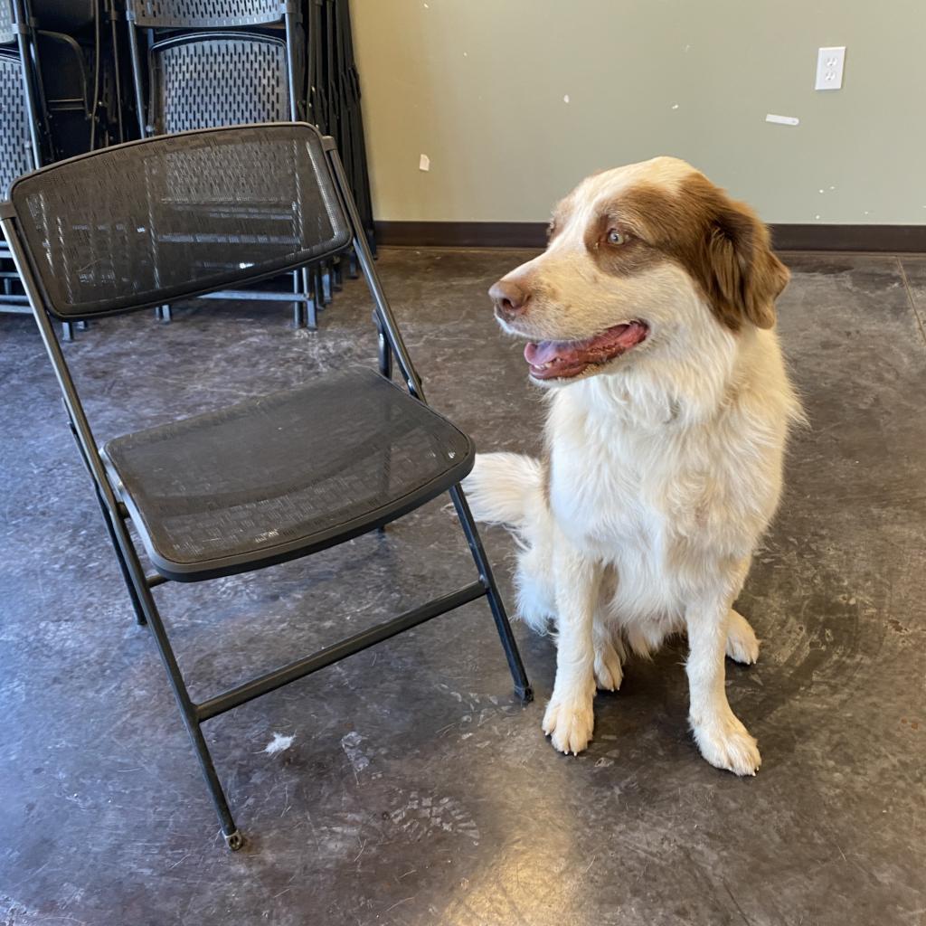 Big Theo, an adoptable Great Pyrenees, Saint Bernard in Rifle, CO, 81650 | Photo Image 4