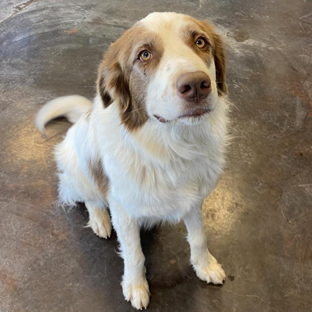 Big Theo, an adoptable Great Pyrenees, Saint Bernard in Rifle, CO, 81650 | Photo Image 5
