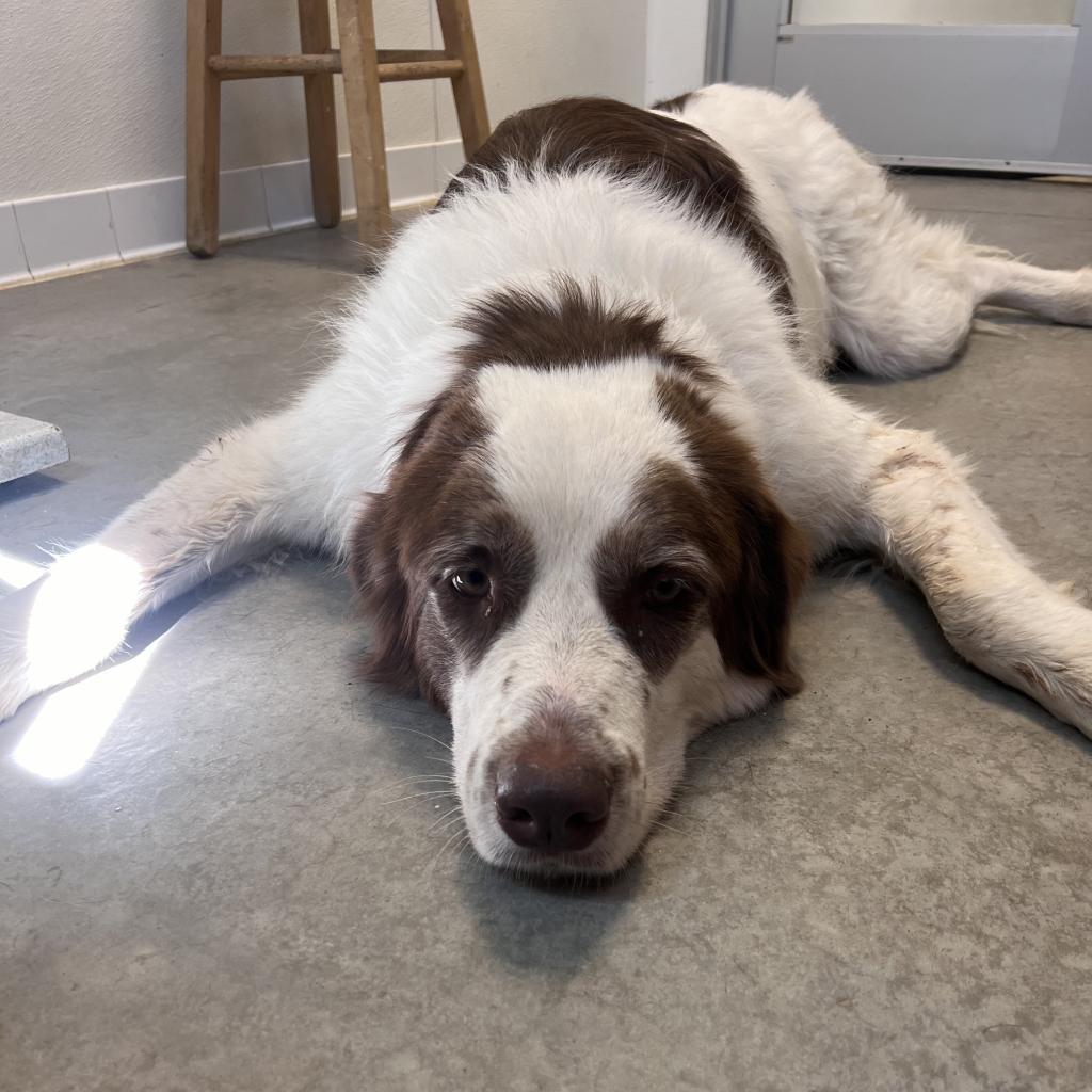 Big Theo, an adoptable Great Pyrenees, Saint Bernard in Rifle, CO, 81650 | Photo Image 6