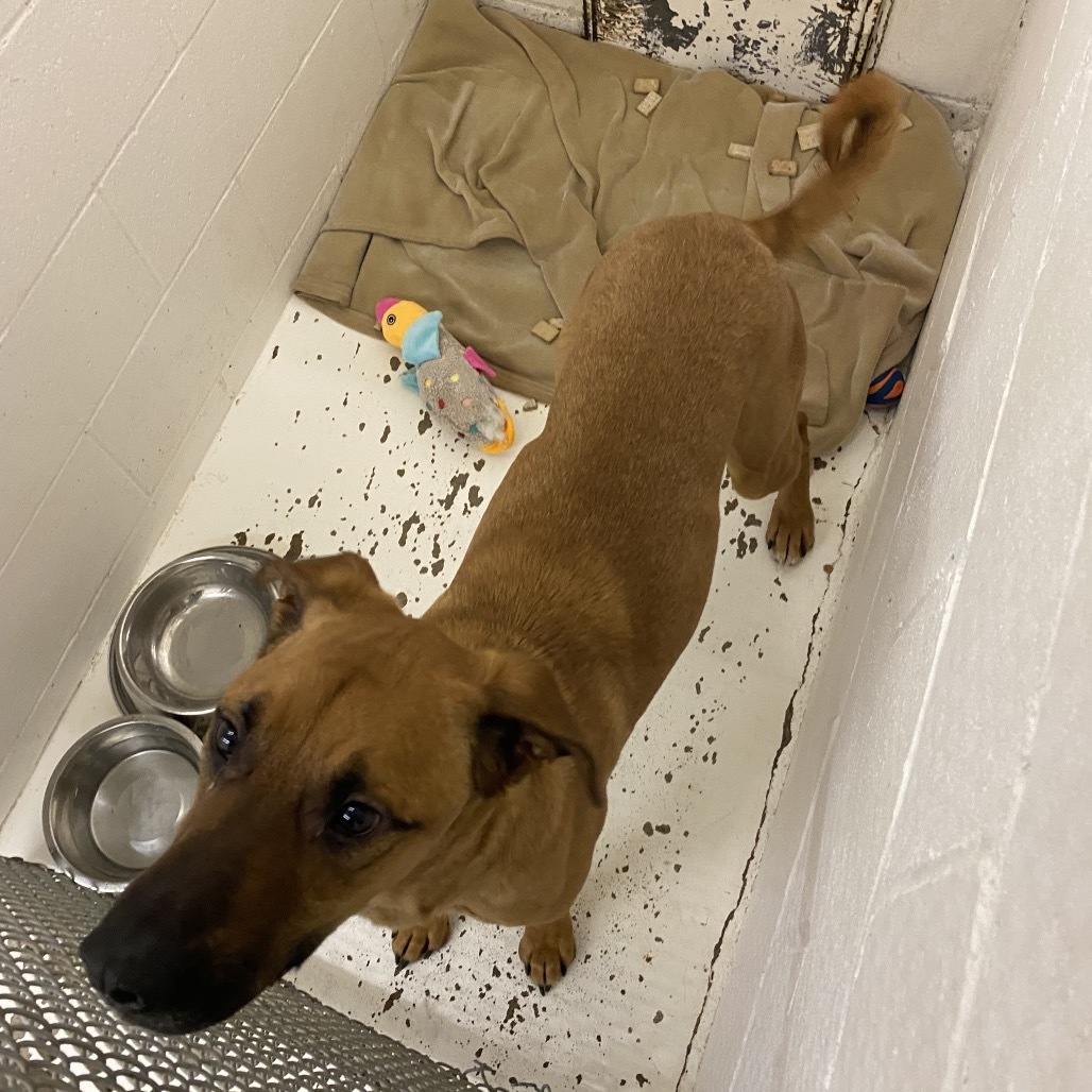 Maverick, an adoptable German Shepherd Dog in North Battleford, SK, S9A 2M7 | Photo Image 2