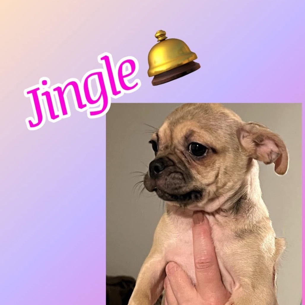 Jingle (Dallas)