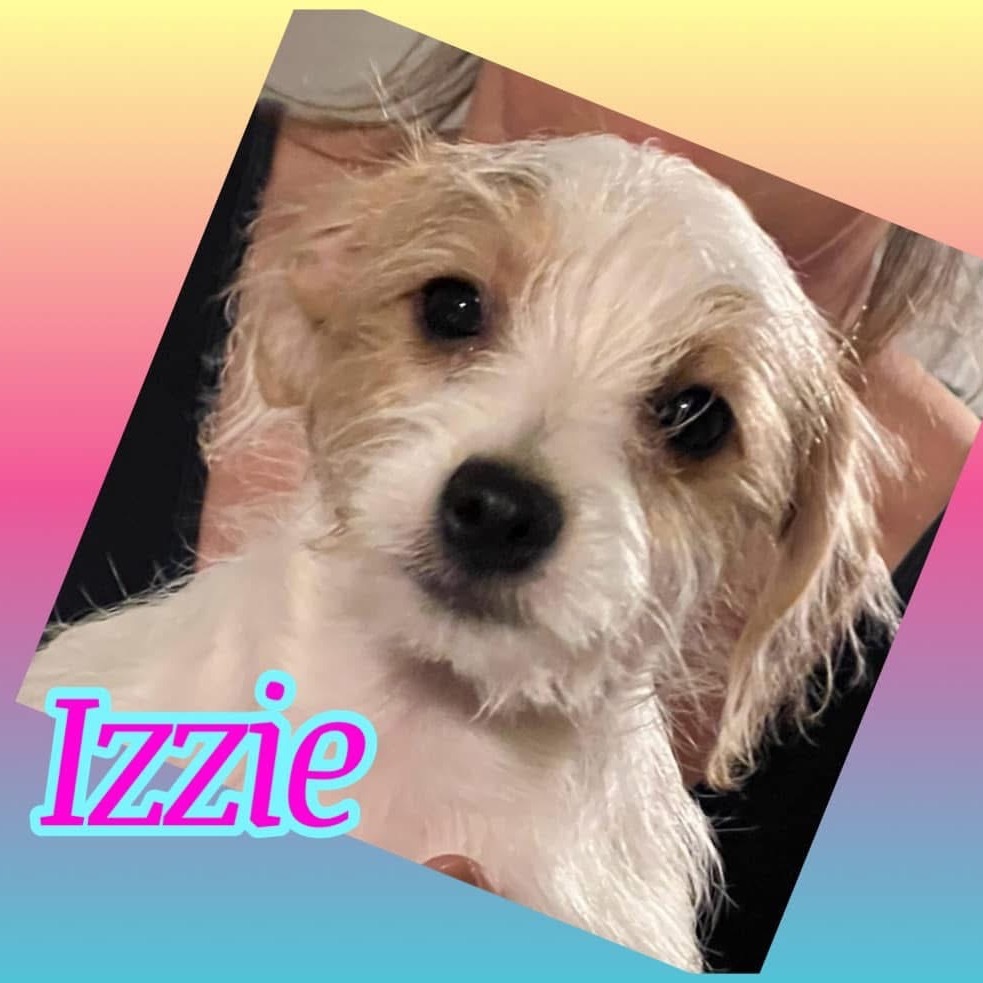 Izzie (Dallas)