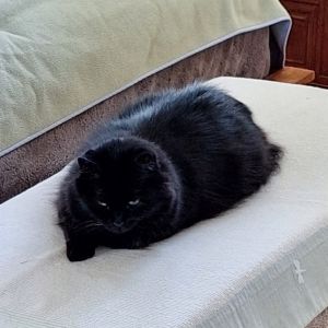 Meet Ember - A Quiet Beauty with a Soulful Gaze Ember is a nearly three-year-old cat with long silk