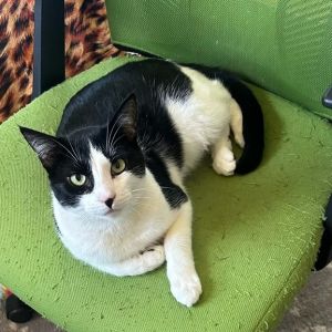 Meet Arthur - A Dapper Gentleman with a Love for Sunbeams and Chin Scratches Say hello to Arthur a 
