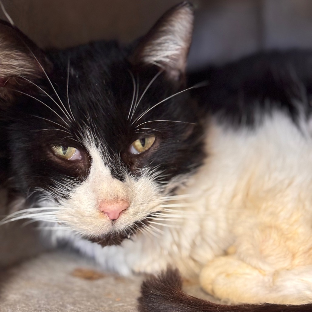 Bubba, an adoptable Domestic Short Hair in Midland, TX, 79701 | Photo Image 1